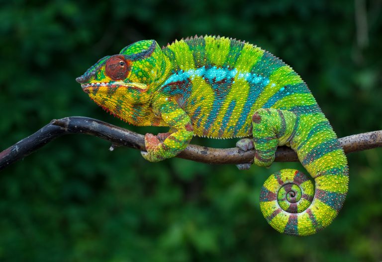 Chameleon colors