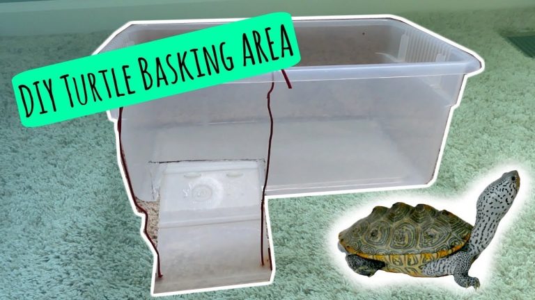 Creating a Comfortable Basking Area for Your Turtle