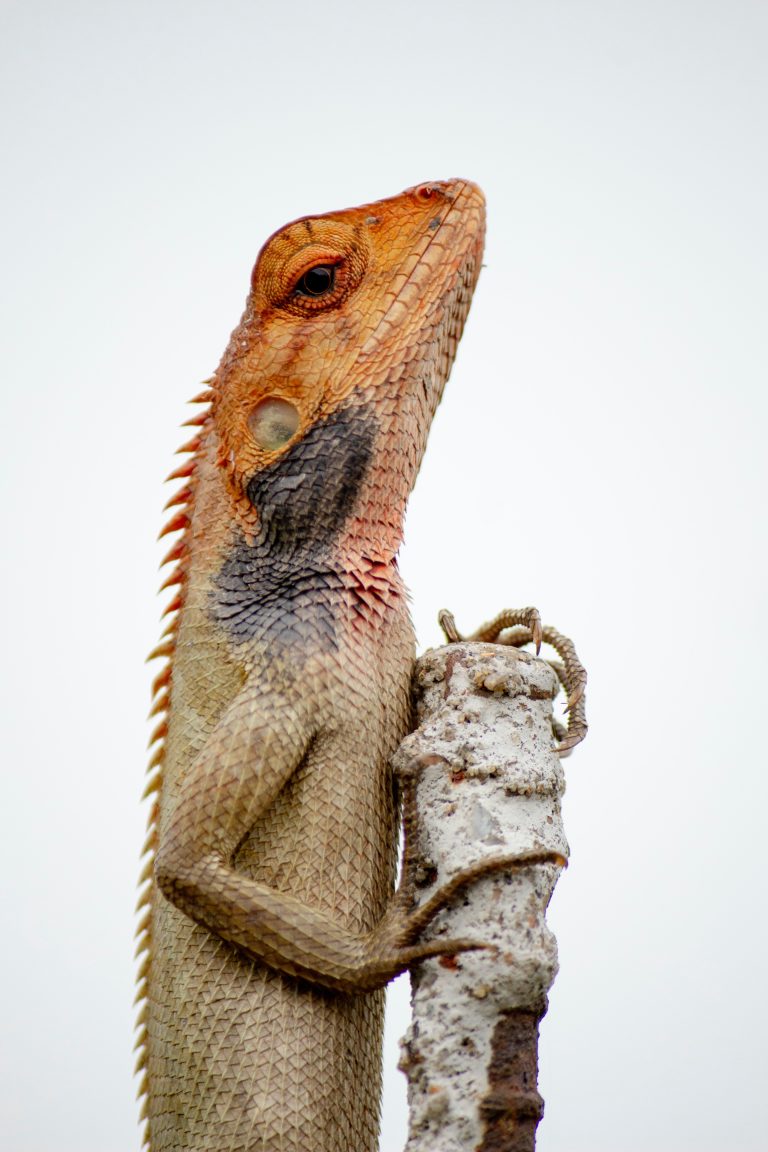 The Ultimate Guide to Bearded Dragon Care